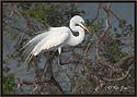 Great Egret 6337